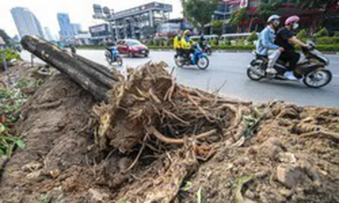 Hà Nội yêu cầu hạn chế chặt hạ cây xanh khi mở đường, xén dải phân cách