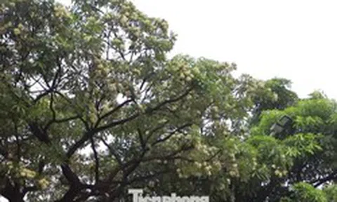 Hà Nội yêu cầu cắt tỉa ngay hoa sữa vì mùi quá nồng