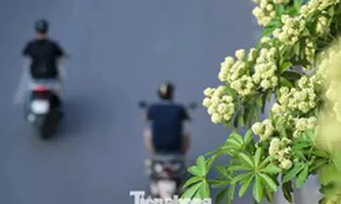 Hàng nghìn cây hoa sữa nở dày đặc trên các tuyến phố phía Tây Hà Nội