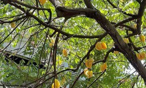 Ông bà dặn con cháu: "Nhà có cây quý, người có lộc bền" - Trồng 5 cây này thì nhà vượng - người may