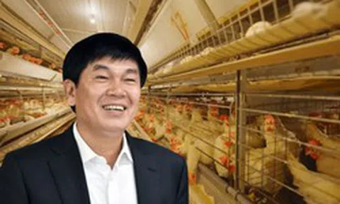 Đàn gà của tỷ phú Trần Đình Long giờ ra sao?