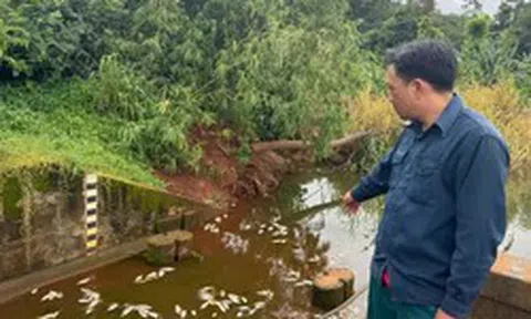 Điều tra cá chết trắng hồ gần cụm công nghiệp có 4 công ty đấu nối xả thải trái phép