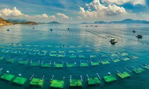 Mỹ, Trung Quốc, EU cùng góp mặt trong cuộc chơi tỷ đô của Việt Nam, 1 doanh nghiệp thu nghìn tỷ/tháng