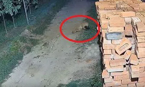 Camera giám sát ghi lại cảnh tượng "nổi da gà" diễn ra trong chớp mắt