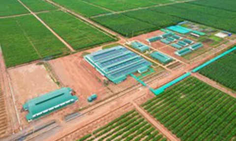 Việt Nam có một tỷ phú sang Lào, Campuchia trồng bưởi nuôi bò: Sản lượng 60.000 tấn trái mỗi vụ, mục tiêu sở hữu hơn 200.000 con bò
