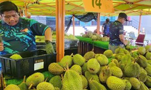 Đua với sầu riêng Việt Nam, Thái Lan, một đối thủ tính mở tuyến đường đặc biệt đi qua 4 nước, đưa sầu riêng tươi sang thị trường tỷ dân Trung Quốc