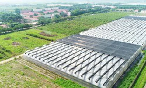 Giá lợn hơi giảm, Dabaco báo lãi ròng quý III/2026 giảm hơn 41% dù doanh thu tăng