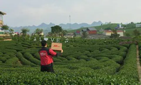 Giải bài toán vận hành cho hộ kinh doanh chè Thái Nguyên