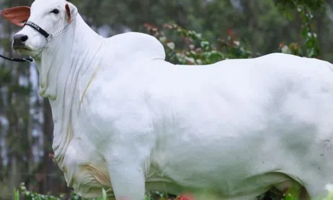 Con bò màu trắng khổng lồ có giá hơn 122 tỷ đồng
