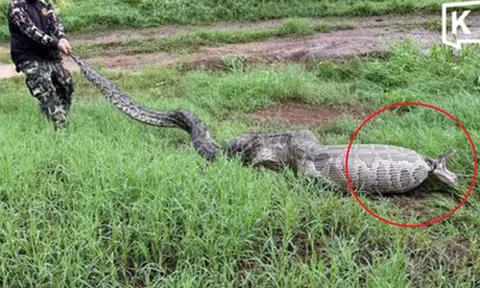 Người dân ghi lại cảnh tượng "nổi da gà" ngoài vườn