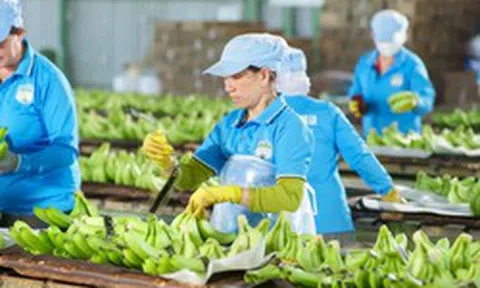 Cổ phiếu của HAGL Invest sắp được giao dịch trên UPCoM