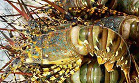 Giá tôm hùm rẻ bằng 2/3 thời giải cứu