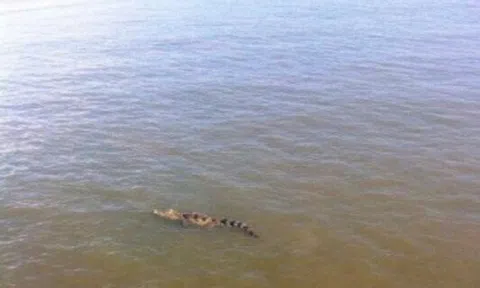 Cảnh báo xuất hiện cá sấu trên sông Sài Gòn