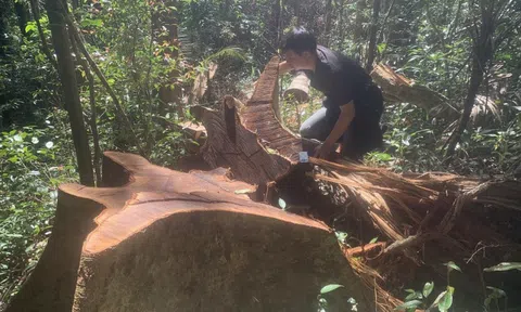 Gia Lai: Tan hoang rừng huyện Ia Grai