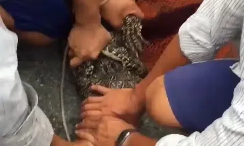 Ám ảnh cá sấu sổng chuồng vì quy định thiếu, người chăn nuôi mơ hồ