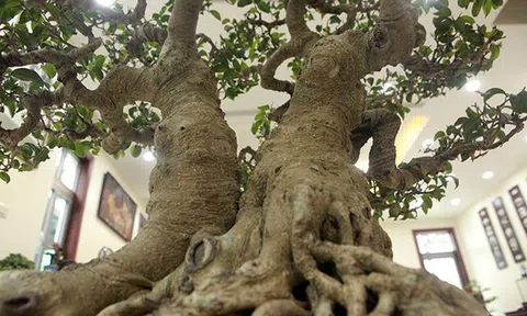 Ngắm cây cảnh "huynh đệ đồng khoa” kỳ dị đặt trong nhà