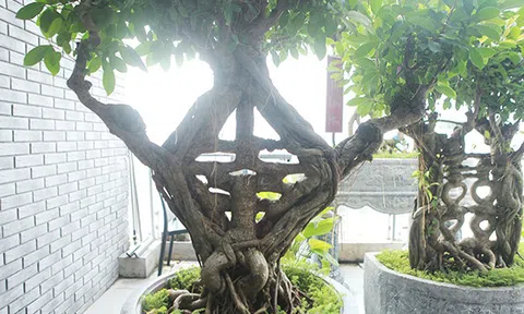 Mãn nhãn bộ sưu tập cây si bonsai "Song hỷ, Ngũ phúc"