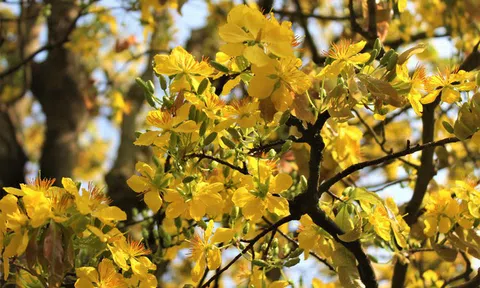 Đã mắt "cụ mai" được trả giá tiền tỷ nhưng chủ vẫn quyết để vườn chơi