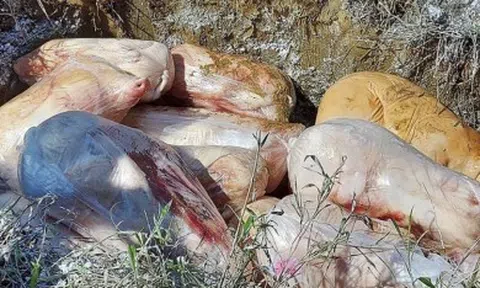 Bắt giữ gần 2 tạ lợn sữa không rõ nguồn gốc ở Hà Tĩnh