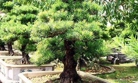 Mãn nhãn vườn cây cảnh "chúa trùm thảo mộc", đại gia quý hơn vàng