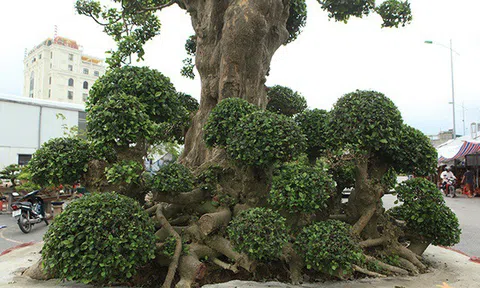 Ngắm cây duối cổ giá "khủng" khiến nhiều đại gia mong ước sở hữu
