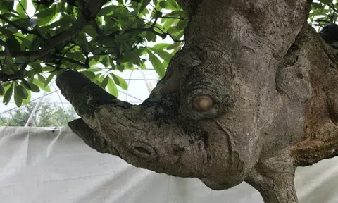 Cận cảnh cây hoa sữa dáng "kỳ quái", khách trả 6 tỷ không bán