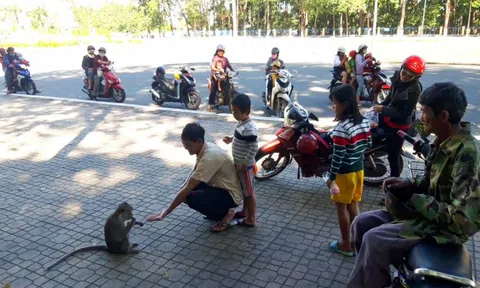 UBND tỉnh đồng ý di dời đàn khỉ trong Tòa Thánh Cao Đài Tây Ninh