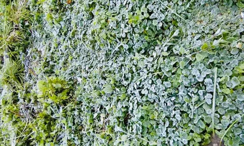 Nghệ An xuất hiện băng giá ở vùng núi cao