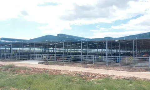 Gia Lai: Trang trại nuôi bò "chui" quy mô lớn xây dựng trên đất rừng