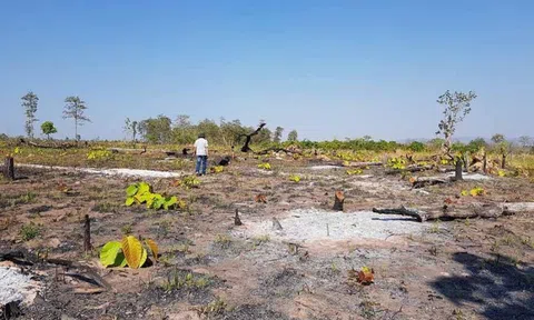 Gia Lai: Hơn 1.200 héc ta rừng tự nhiên bị "xóa sổ"