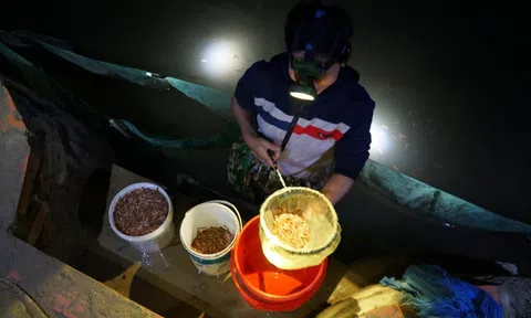 Chong đèn vớt “lộc trời” mỗi đêm bỏ túi gần chục triệu đồng