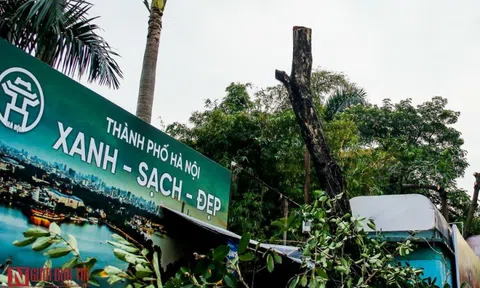 Hà Nội: Di chuyển sưa đỏ phục vụ thi công đường sắt trên cao