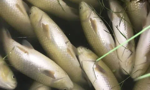 Truy tìm nguyên nhân chục tấn cá lồng chết, nổi trắng sông Chu ở Thanh Hóa