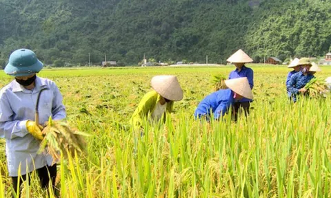 Xuất khẩu gạo phải bảo đảm an ninh lương thực quốc gia